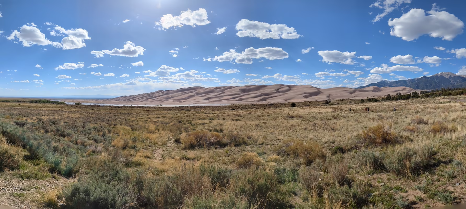 A landscape photograph featuring a foreground of low shrubs and dry grasses, with the expansive, rolling crests of the Great Sand Dunes stretching across the horizon beneath a bright blue sky dotted with white clouds.