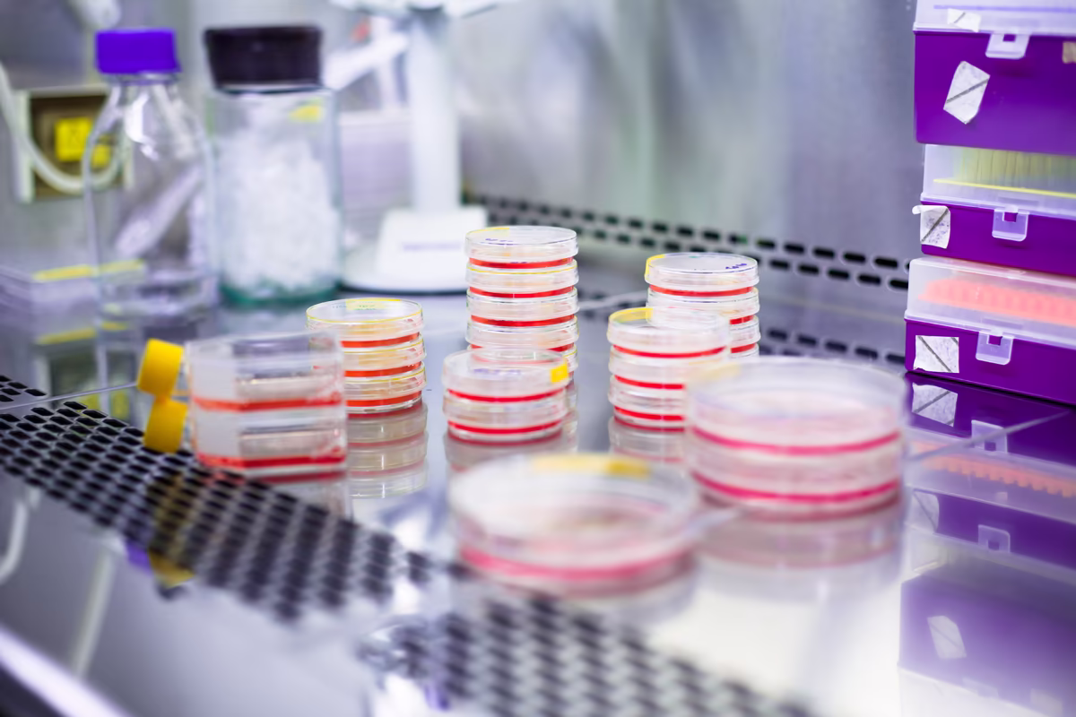 Several small stacks of petri dishes with red markings, glass bottles, and purple pipette tip boxes organized on a reflective surface inside a laminar flow hood.
