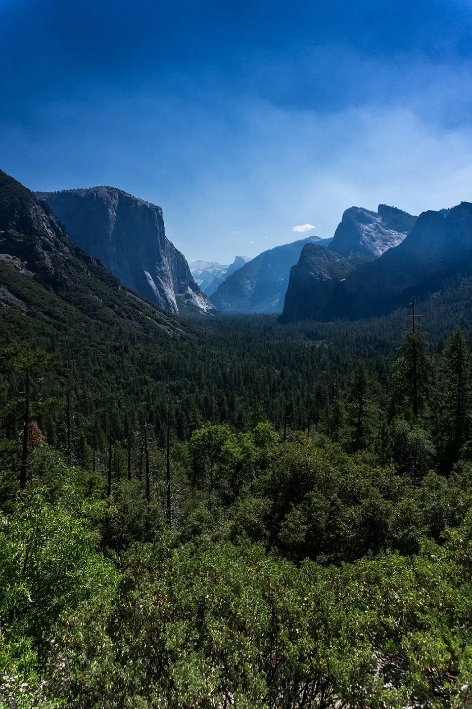 Looking down the expansive Yosemite Valley from a high vantage point, flanked by the vertical granite wall of El Capitan on the left and Cathedral Rocks on the right, with a thick carpet of pine trees covering the valley floor.